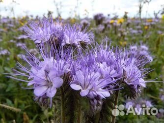 Фацелия семена