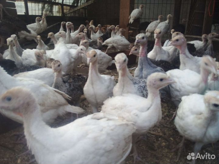 Индюшата подрощенные