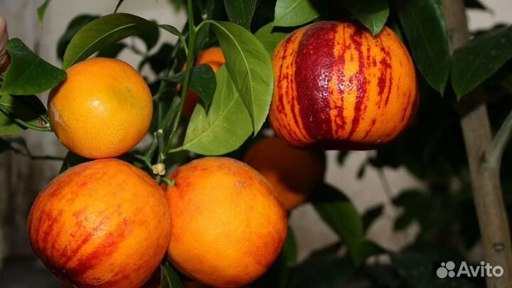 Лимон Аркабалено (радужный) кумкват обавата