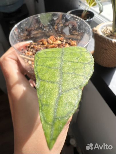 Хойя финлайнсония / Hoya finlaysonii