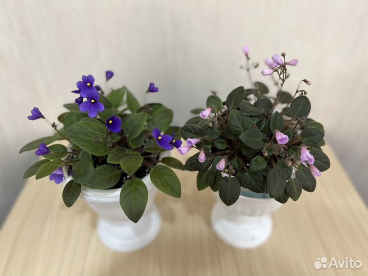 Фиалки сортовые