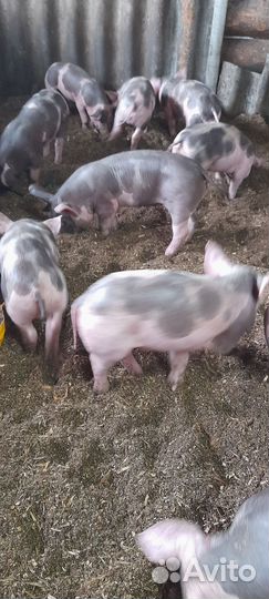 Поросята породы пьетрен и дюрок