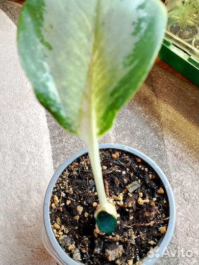 Аглаонемы 17