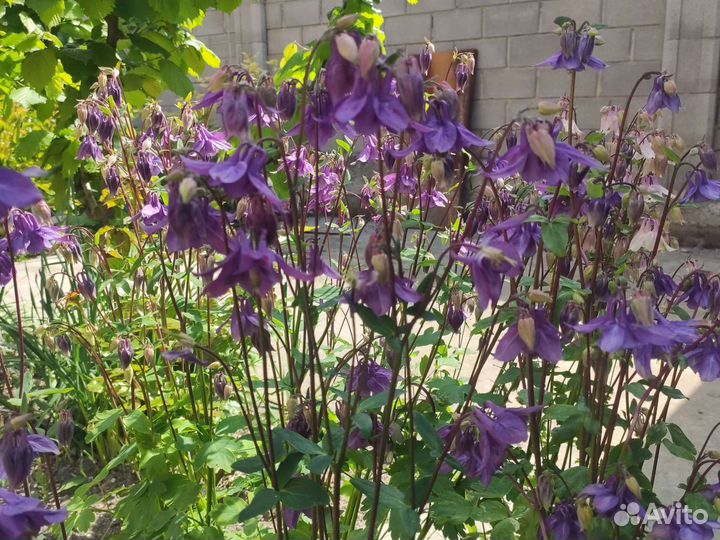 Аквилегия (Водосборник)