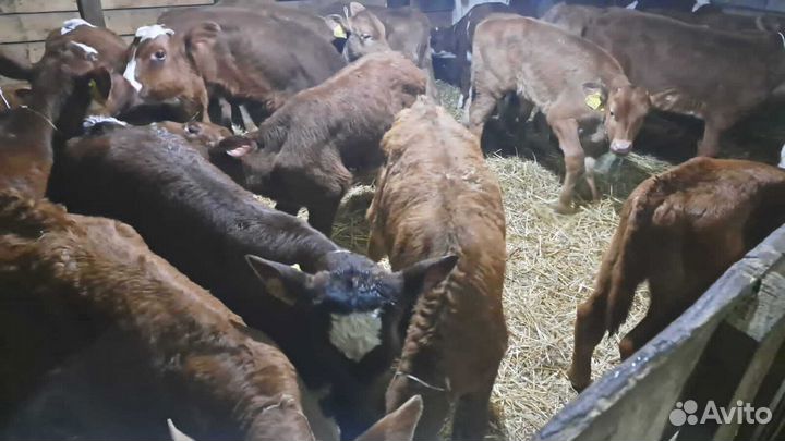 Телята бычки доставка с выбором