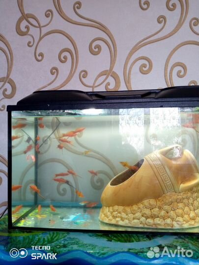 Аквариумные рыбки