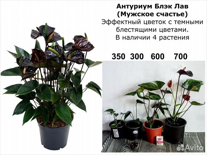 Комнатные Цветы декоративные разные