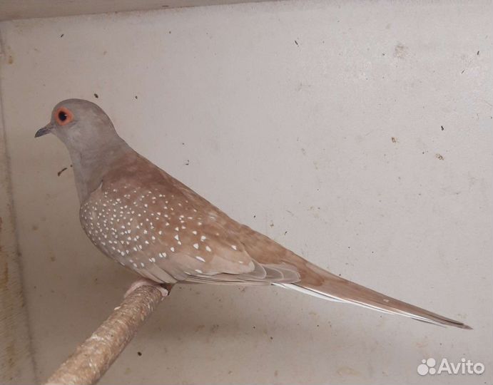 Бриллиантовая горлица