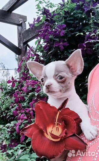 Супер мини и стандарт чихуашки