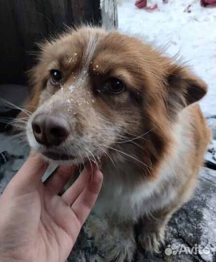 Собака в добрые руки