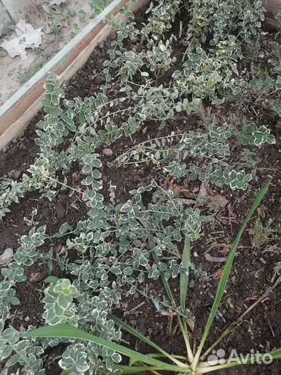 Дерен белый элегантиссима