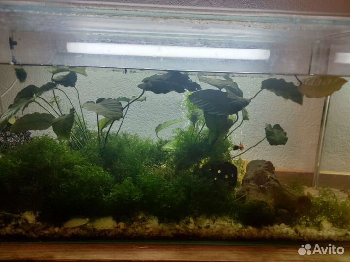 Аквариум в сборе