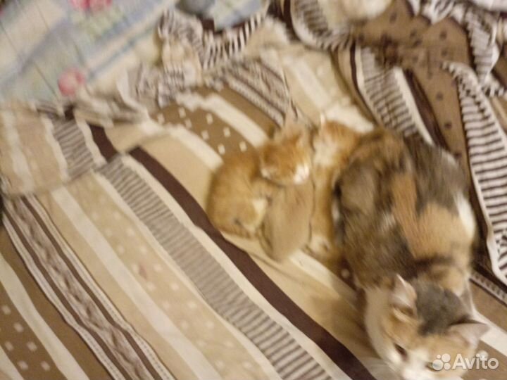 Отдам в добрые руки маленьких котят