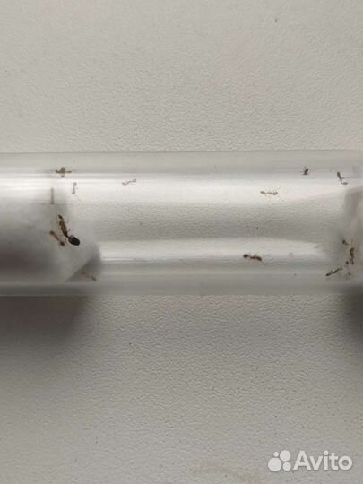 Муравьи жнецы и другие