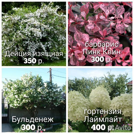 N7 кустарники