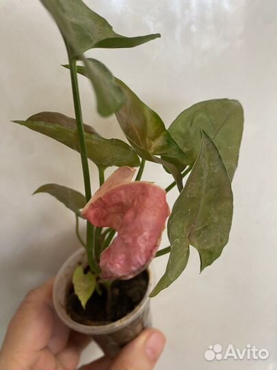 Сингониум Брокант