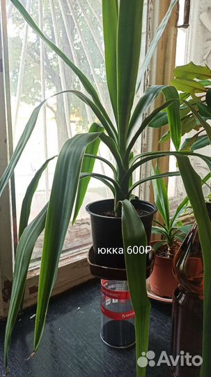 Толстянка, Юкка