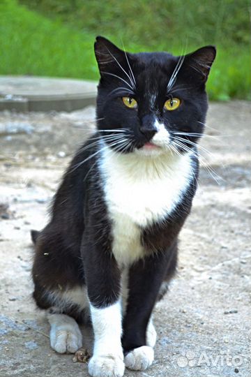 Кот Барон ищет семью