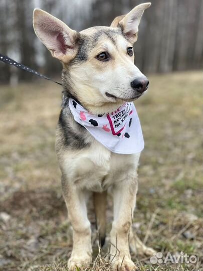 Небольшая Собака в добрые руки