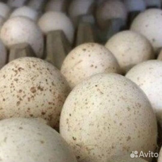 Яйцо индюшки инкубационное