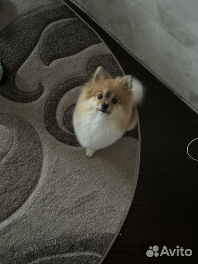 Шпиц вязка девочка