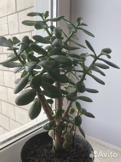 Крассула толстянка