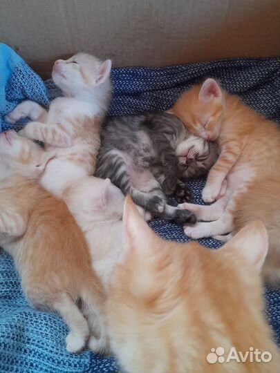 Котята в добрые руки