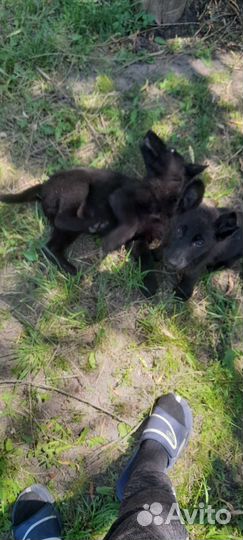 Щенки немецкой овчарки черные