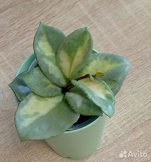 Хоя Carnosa Argentea Princess variegata