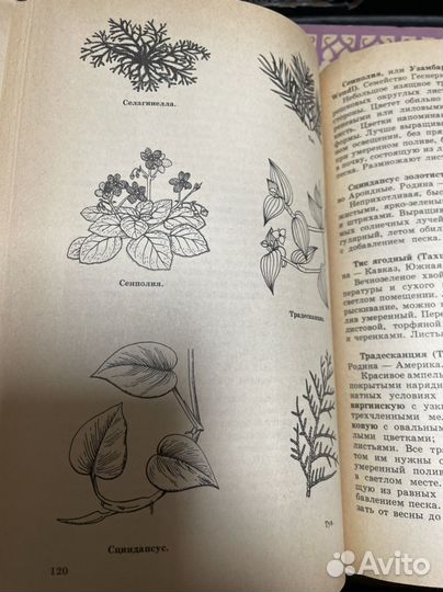 Клинковская Н.И., Комнатные растения в школе