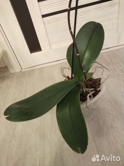 Орхидея фаленопсис