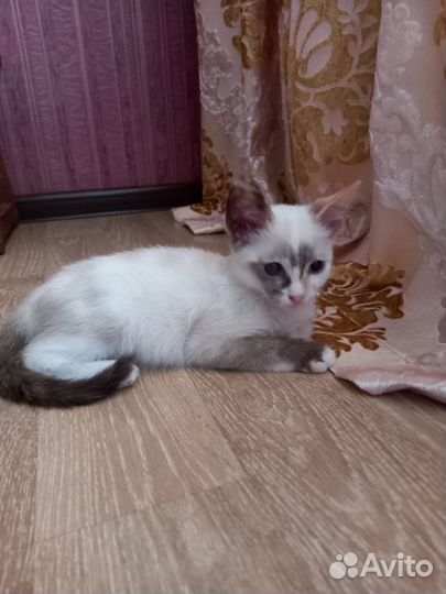 Кошечка в добрые руки
