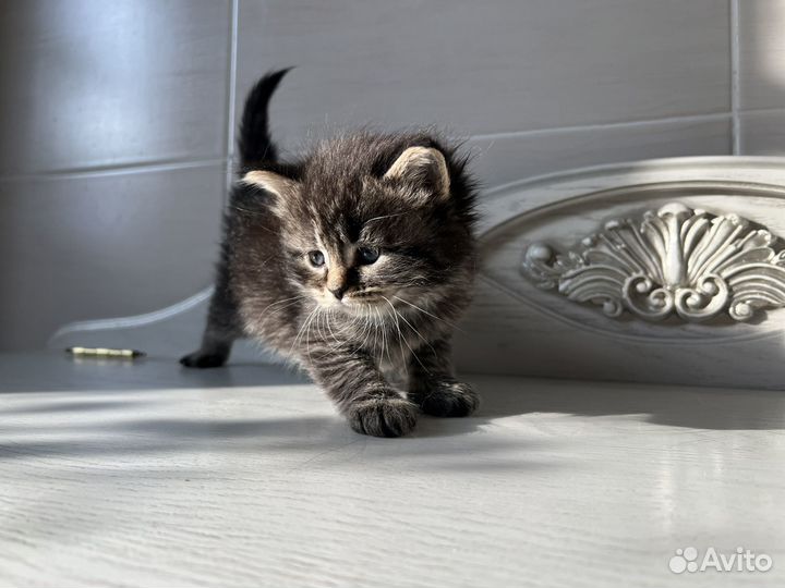Котята мейн-кун бесплатно