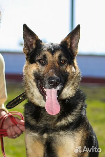 Собаки из приюта некрасовка