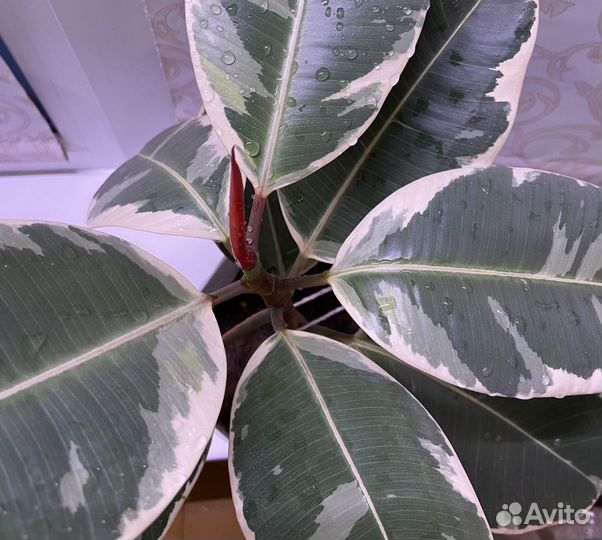 Фикус эластика тинеке