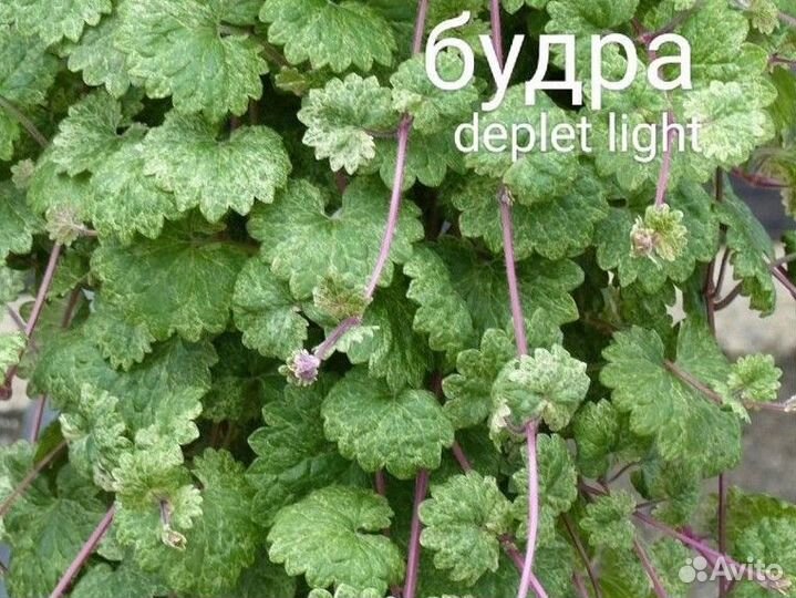 Дихондра серебристая, изумрудная