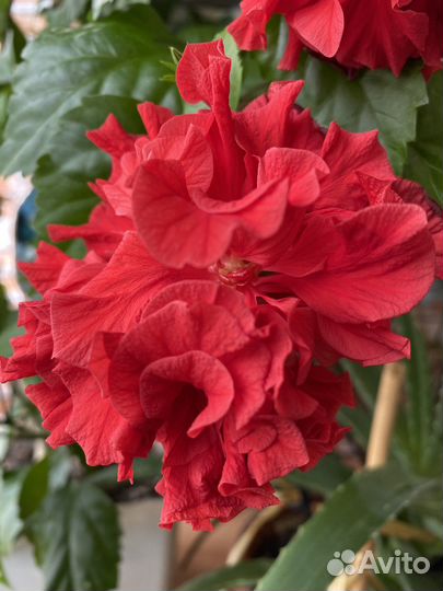 Гибискус китайская роза