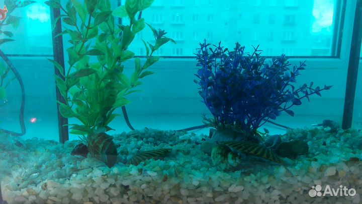 Аквариум с рыбкой