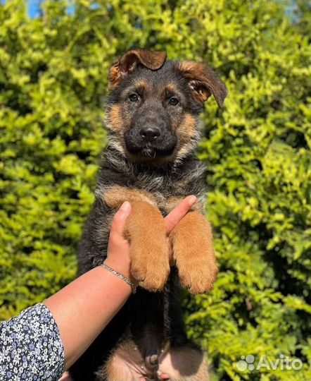 Немецкая овчарка