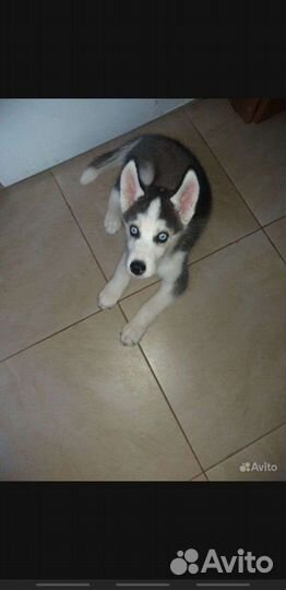 Щенки сибирской хаски мальчик