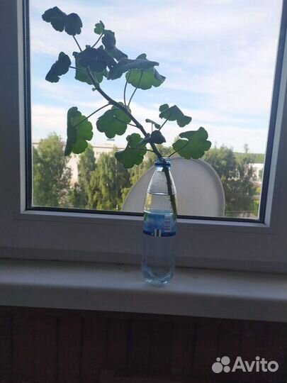 Комнатные цветы