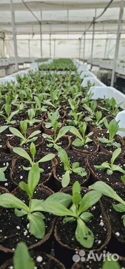 Эустома лизиантус