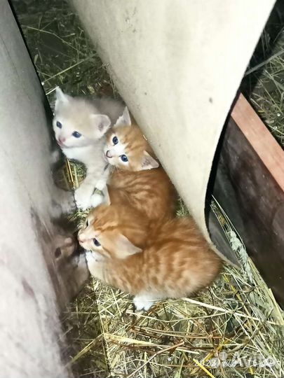 Котята в добрые руки