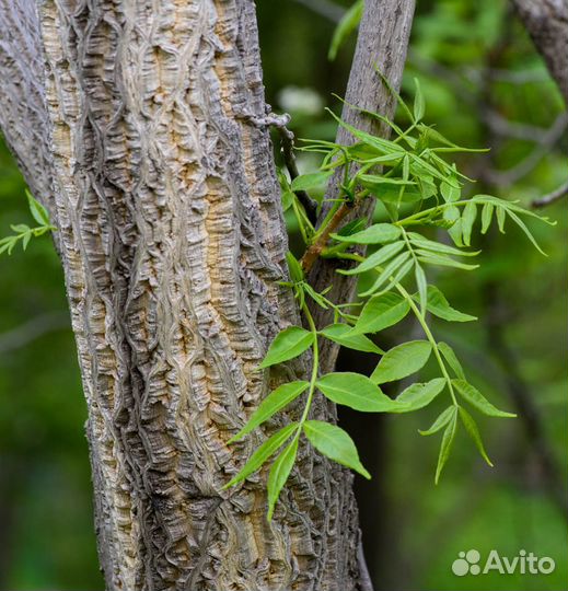 Бархат Амурский