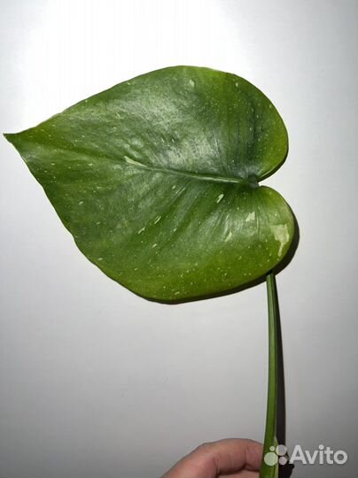 Монстера Альба, yellow splash, Реверса