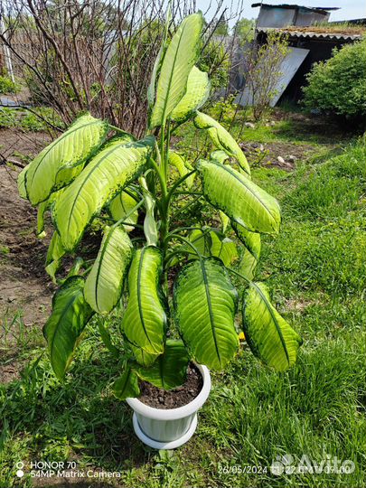 Диффенбахия. Самовывоз