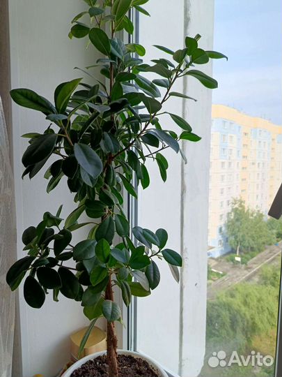 Фикусы и молочай