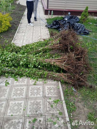 Пузыреплодник зеленый