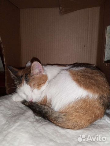 Трёхцветная кошечка