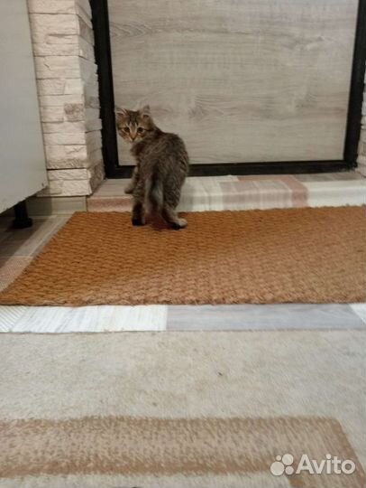 Котенок мальчик